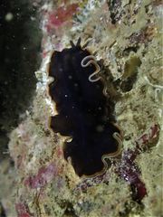 Pseudobiceros hancockanus