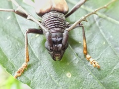 Jupoata rufipennis