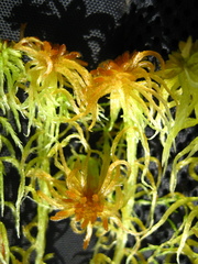 Sphagnum balticum