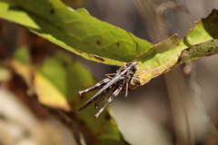 Rhammatocerus viatorius viatorius