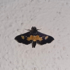 Salbia zena