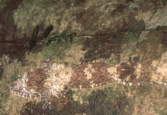 Uroplatus