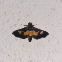 Salbia zena