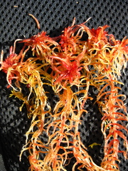 Acutifolia