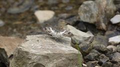 Polyctor cleta