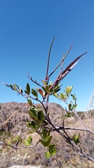 Mascarenhasia