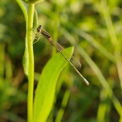Pseudagrion spencei