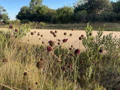 Eryngium sanguisorba