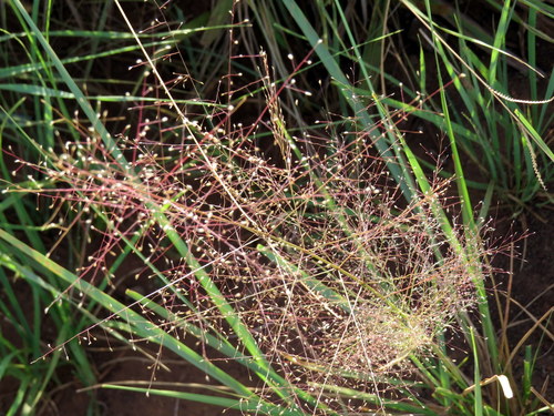darnel lovegrass (Eragrostis airoides)