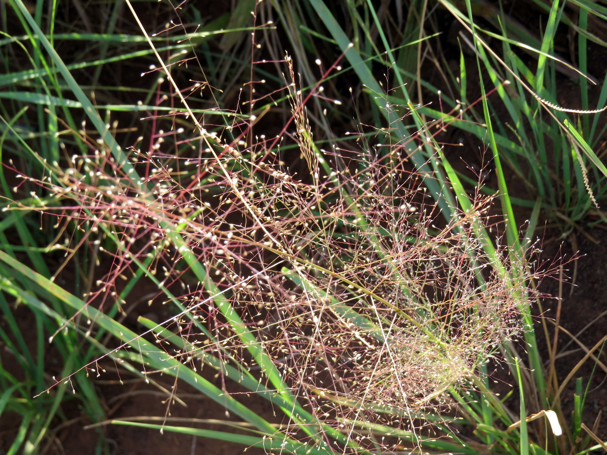Eragrostis airoides