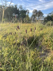 Eryngium ebracteatum