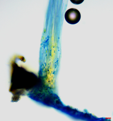 Gliocladium polyporicola