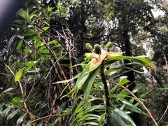 Freycinetia scandens
