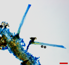 Gliocladium polyporicola