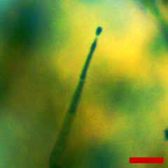 Gliocladium polyporicola