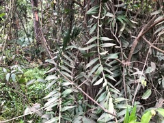 Freycinetia scandens