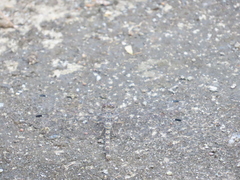 Bradinopyga geminata