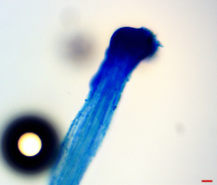 Gliocladium polyporicola