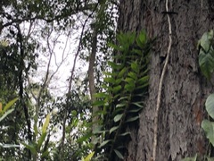 Freycinetia scandens