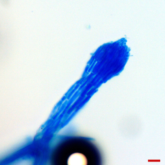 Gliocladium polyporicola