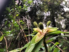 Freycinetia scandens