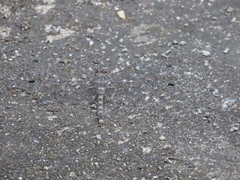 Bradinopyga geminata