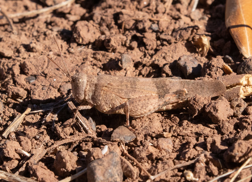 Iberian Band-winged Grasshopper