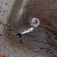 Rasbora