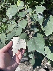 Mallotus paniculatus formosanus