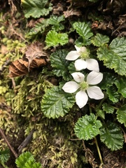 Rubus geoides