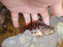 Hypoplectrodes jamesoni