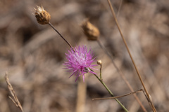 Mantisalca salmantica