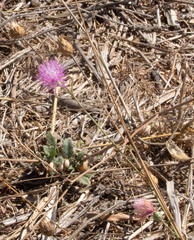 Mantisalca salmantica