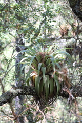 Tillandsia bourgaei