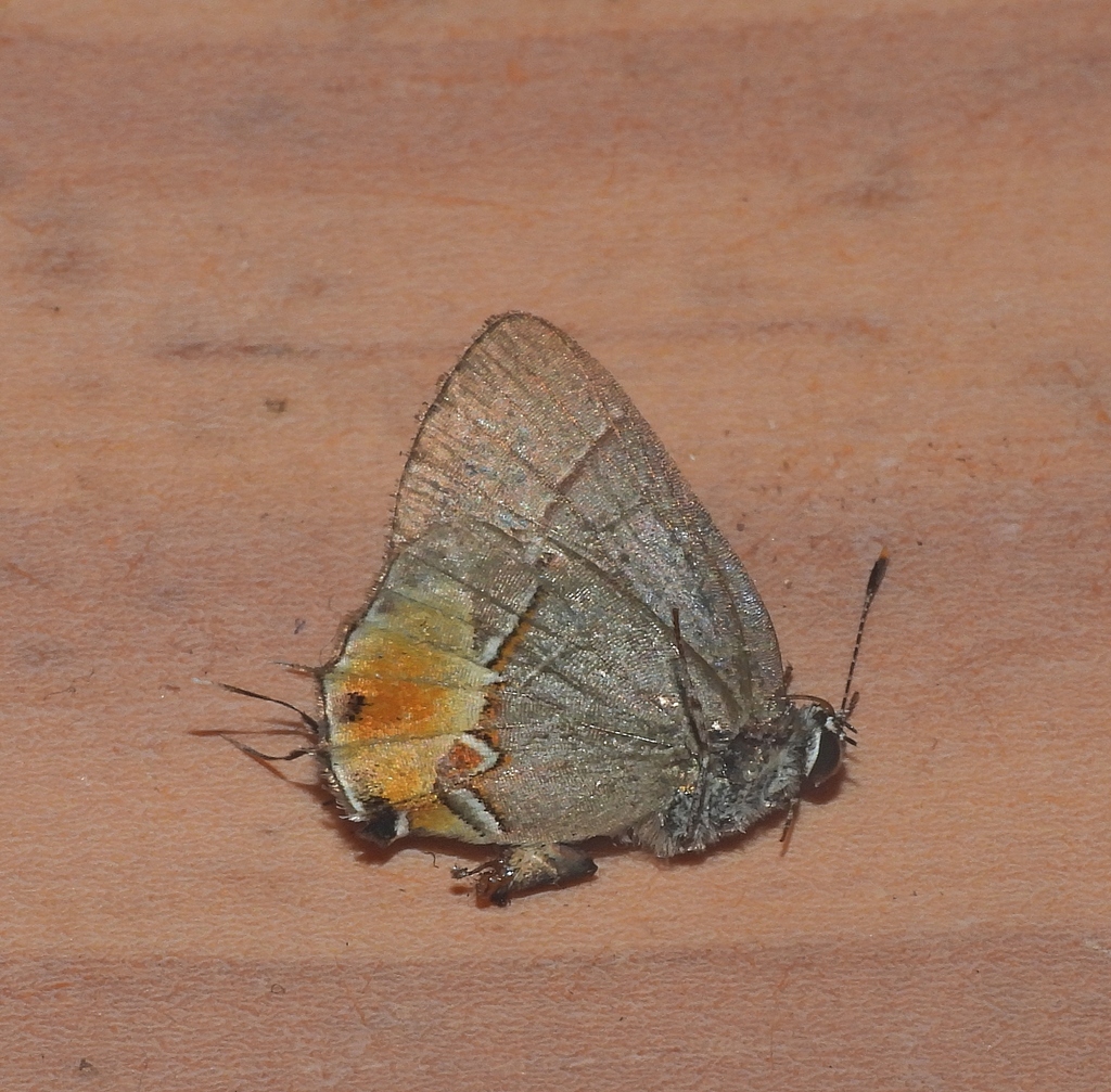 Calycopis caesaries