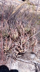 Aloe isaloensis image
