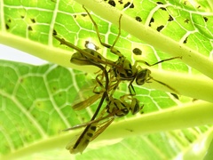 Toxotrypana curvicauda