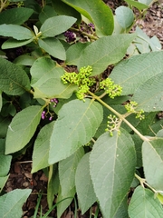 Callicarpa pedunculata