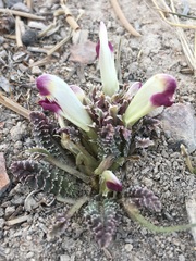 Pedicularis centranthera