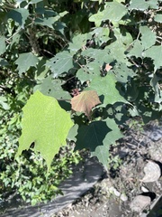 Mallotus paniculatus formosanus