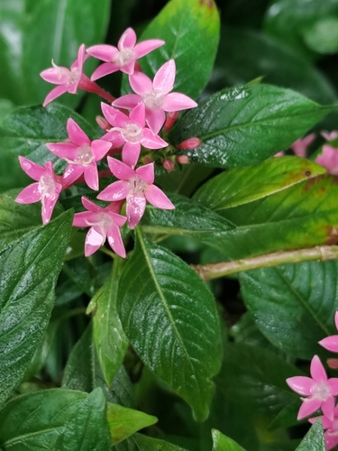 Pentas lanceolata
