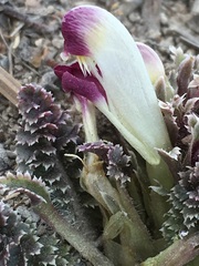 Pedicularis centranthera