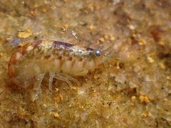 Hyalidae