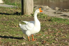 Anser cygnoides domesticus