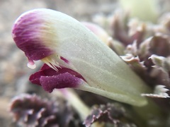 Pedicularis centranthera