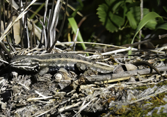 Sceloporus subniger