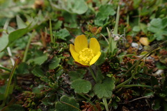 Ranunculus multiscapus