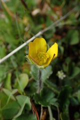 Ranunculus multiscapus