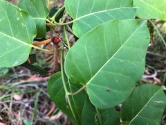 Leichhardtia lloydii