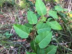 Leichhardtia lloydii